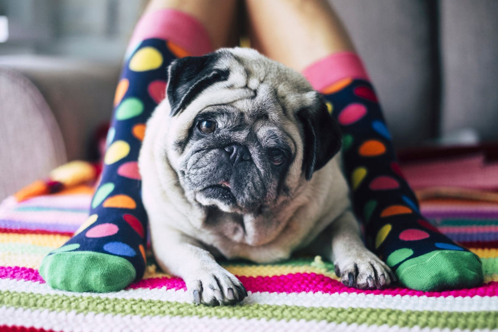 The 8 best dog breeds for families with kids