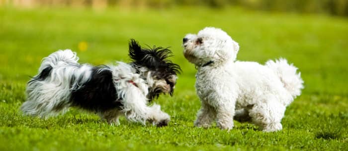 What Makes a Great Dog Park?