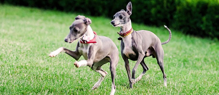 10 of the fastest dog breeds