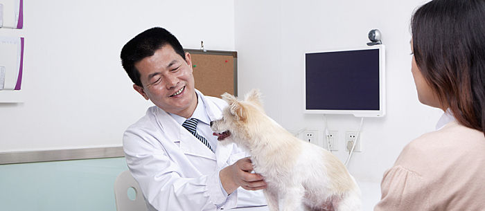 Tumors in Dogs: Is It Cancer?