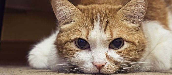 Lymphoma in Cats: Everything You Need to Know