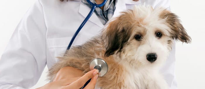 Care.com Interview Series: Pet Care Expert Talks Bloat and Torsion in Dogs