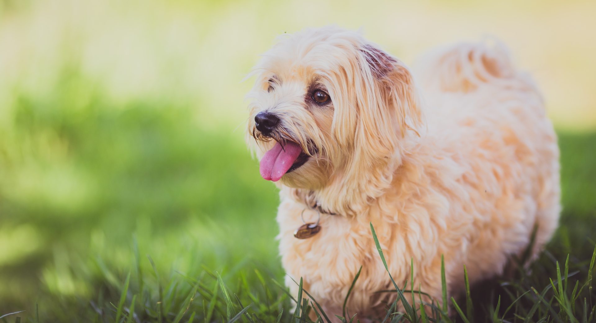 The Top 10 Dog Parks Around Denver