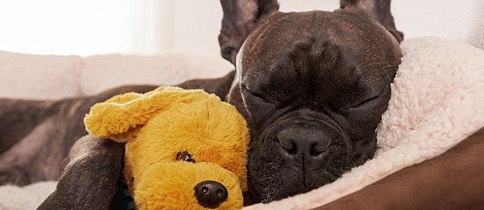 20 Ways to Help a Friend With a Sick Pet