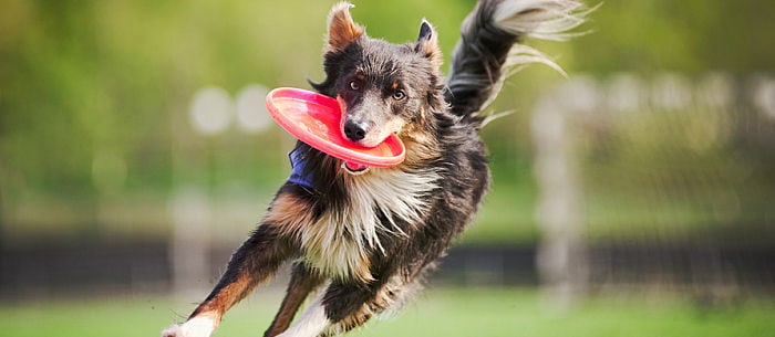 The 7 Best Dog Tricks Ever