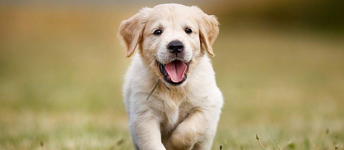 From Puppy Teeth to Adult Teeth: All About the Process