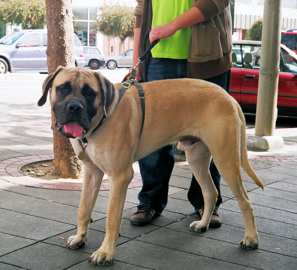 How to put on a dog harness: Step-by-step directions [with video]