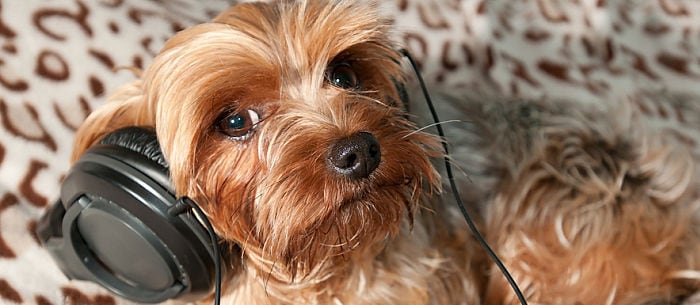 Do Dogs Like Music?