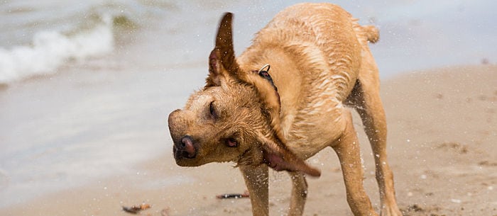 Dog Shaking Head? What Could Be the Cause?