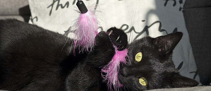 22 Awesome Black Cat Breeds
