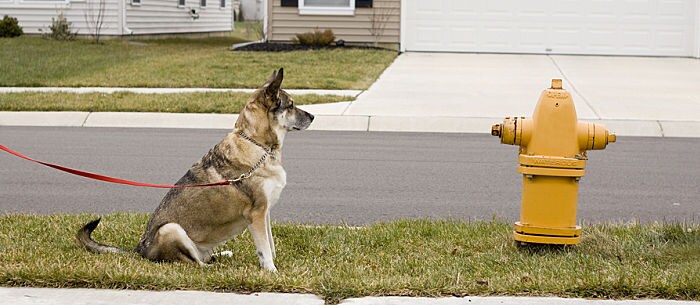 What to Do if You See Blood in Dog Urine