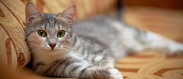 Seizures in Cats: What You Need to Know