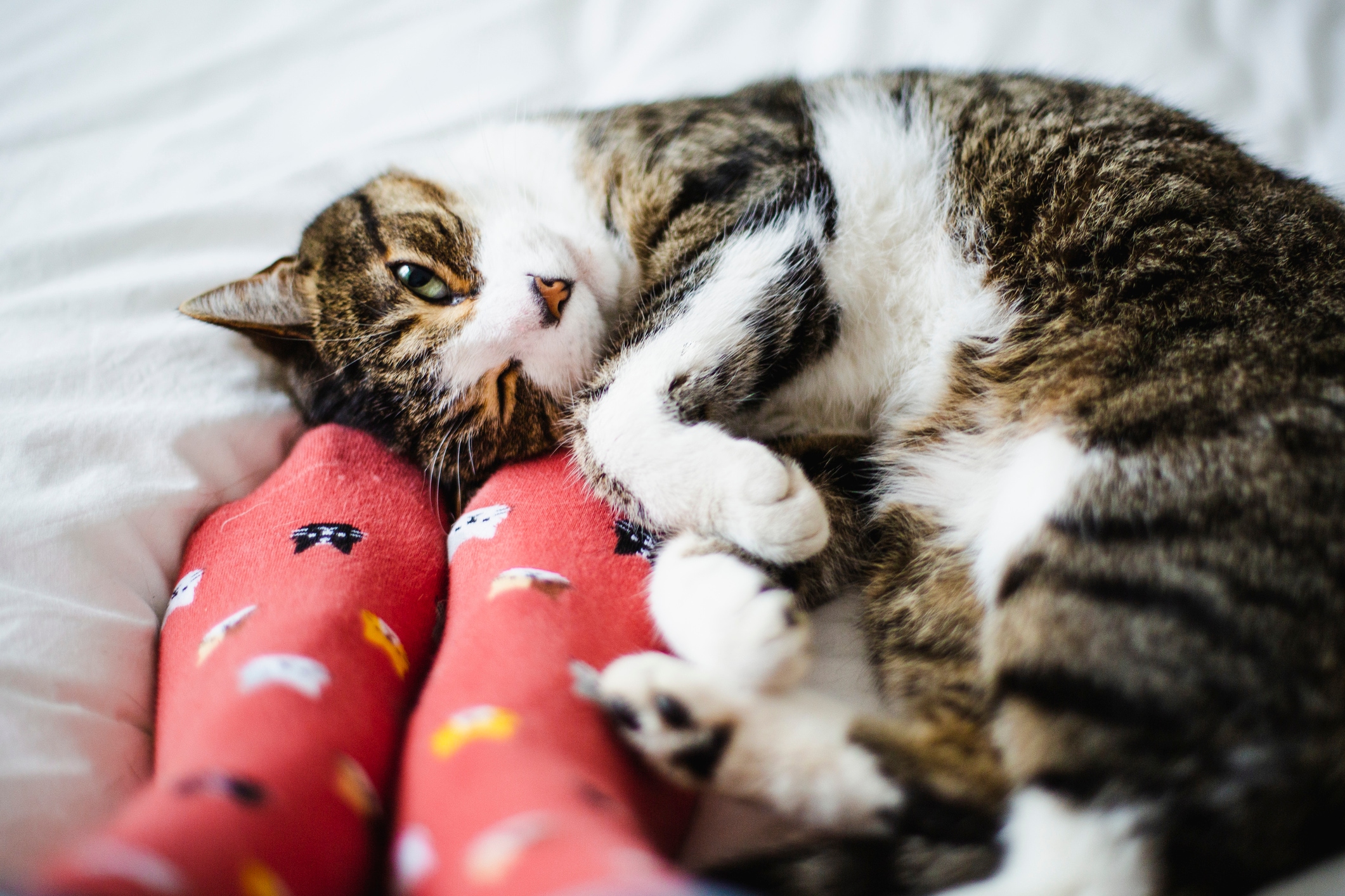 5 Signs Your Cat Might Be Pregnant