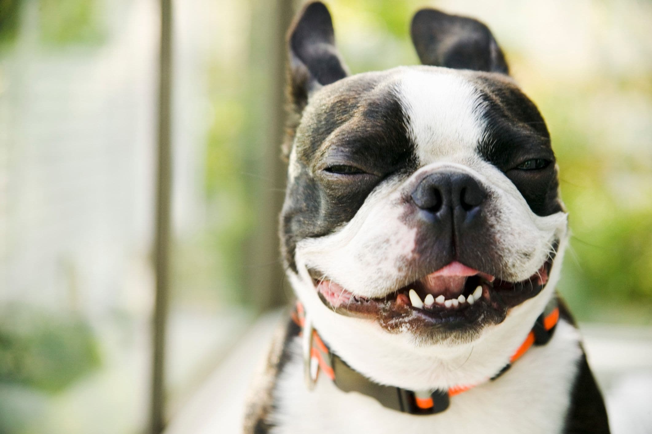 The ultimate dog sitter checklist