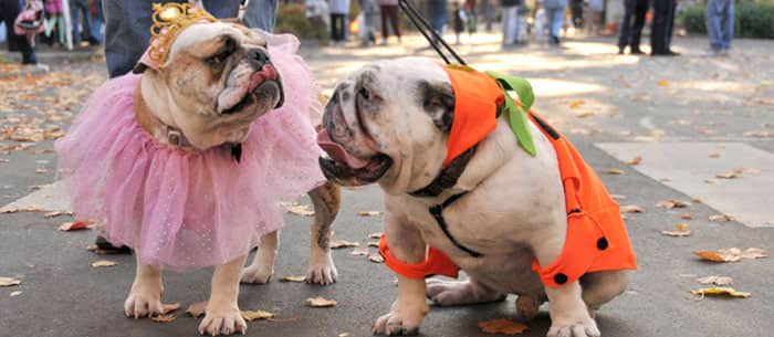 Easy DIY Halloween Costumes for Pets