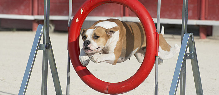 Create a Dog Agility Obstacle Course at Home