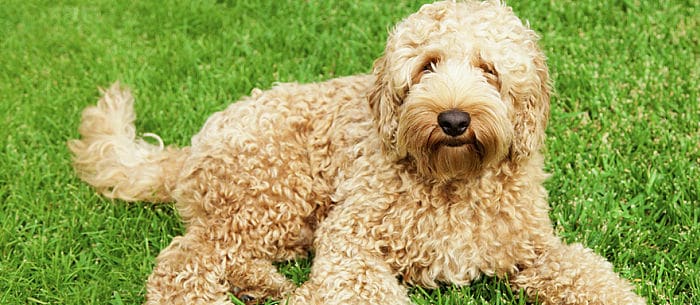 Top 15 Designer Dog Breeds