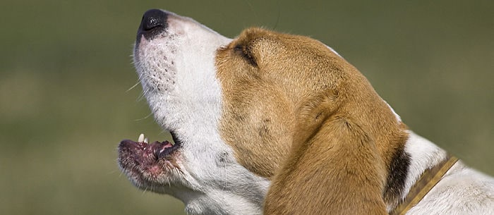 Dog Howling: 3 Common Causes and Tips on How to Stop This Behavior