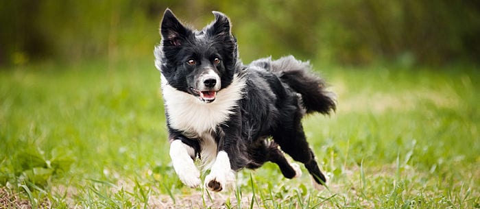Top 7 Smartest Dog Breeds and Stories Of Amazing Dog Intelligence