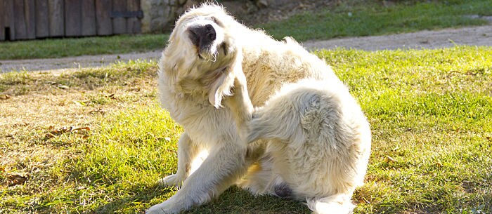 Staph Infection In Dogs: How To Help Your Dog Cope