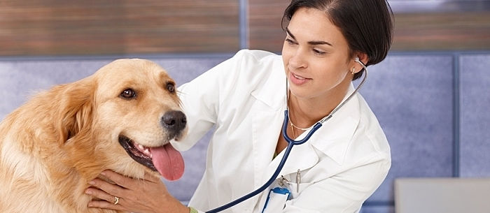 Ringworm in Dogs: What To Do?