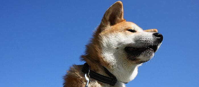 9 Popular Japanese Dog Breeds