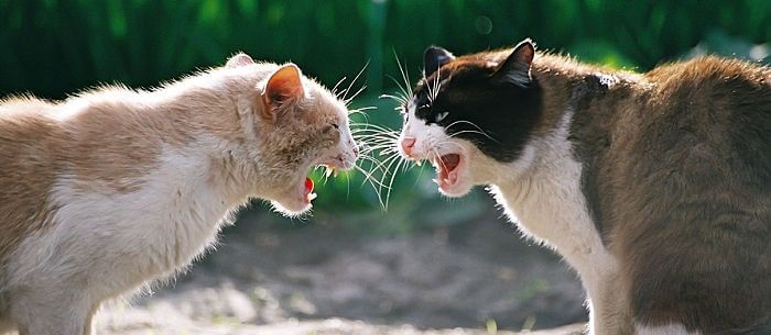 Aggression in Cats