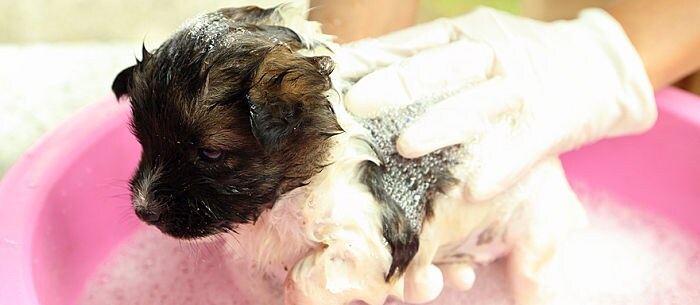 Homemade Dog Shampoo: 5 Natural Recipes