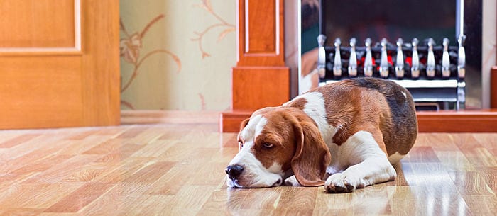 The Benefits of Prozac for Dogs