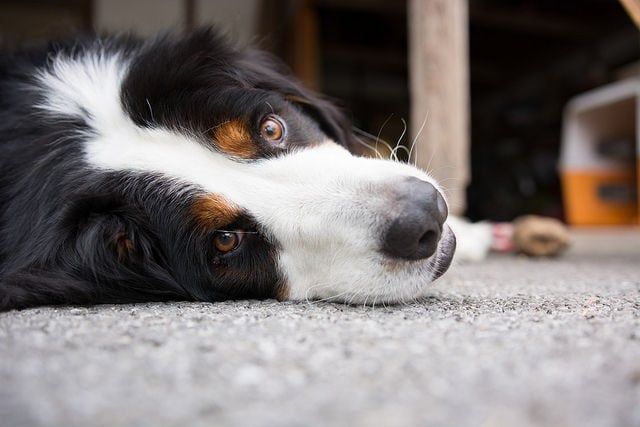 Dog Stomach Gurgling: Potential Causes