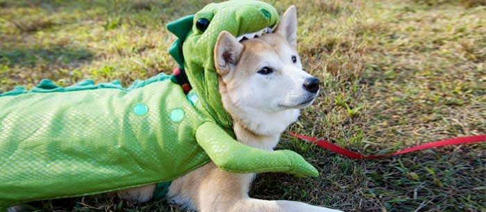 Halloween Pet Events in the USA