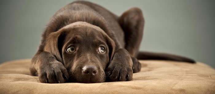 6 Ways to Help Ease Your Dog’s Fear of Loud Noises