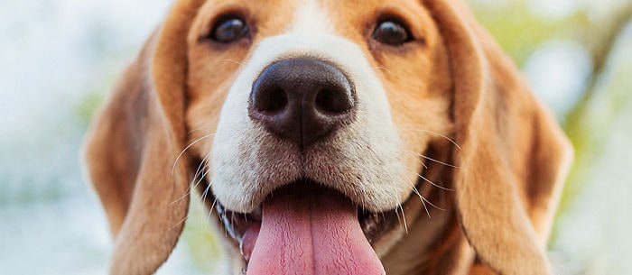 Do Dogs Have Taste Buds?