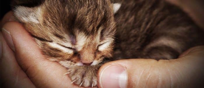 Kitten Care Stages: Newborn to 72 Weeks