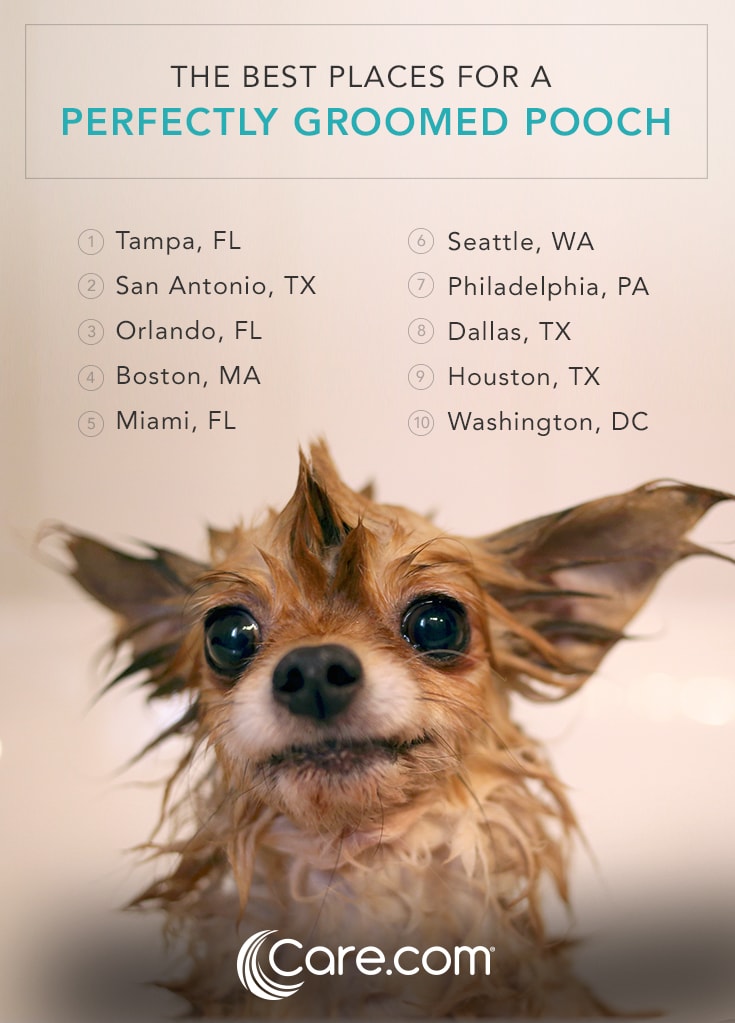 ‘Best in Style’: These 10 Cities Have the Best-Groomed Dogs