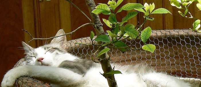 25 Plants Poisonous to Cats and 25 Safe Plant Suggestions
