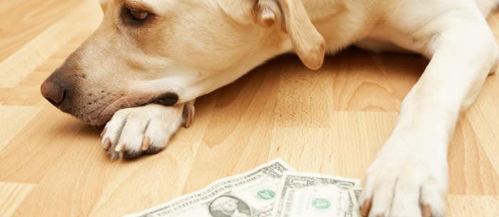 Money 101 for Pet Care Providers