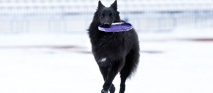 Indoor Dog Park: The Cure for Canine Cabin Fever