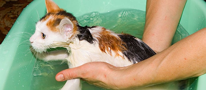 Choosing the Purr-fect Cat Shampoo for Your Kitty