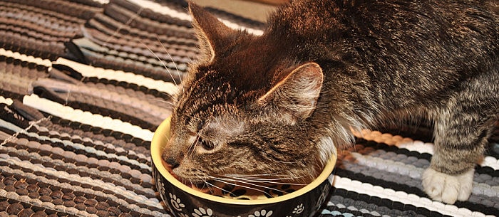 Homemade Cat Food: 5 Recipes and Tips on What Human Food You Can Share