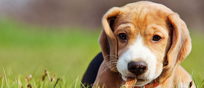 Puppy Breath: Why You Love It and How to Prolong the Sweetness