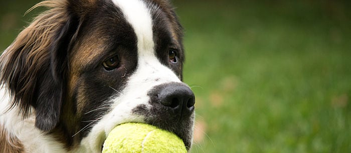 17 DIY Dog Toys: How to Make Fun, Safe Toys From Things in Your House