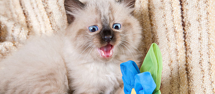 20 fun and easy DIY cat toys that kitties can't resist 