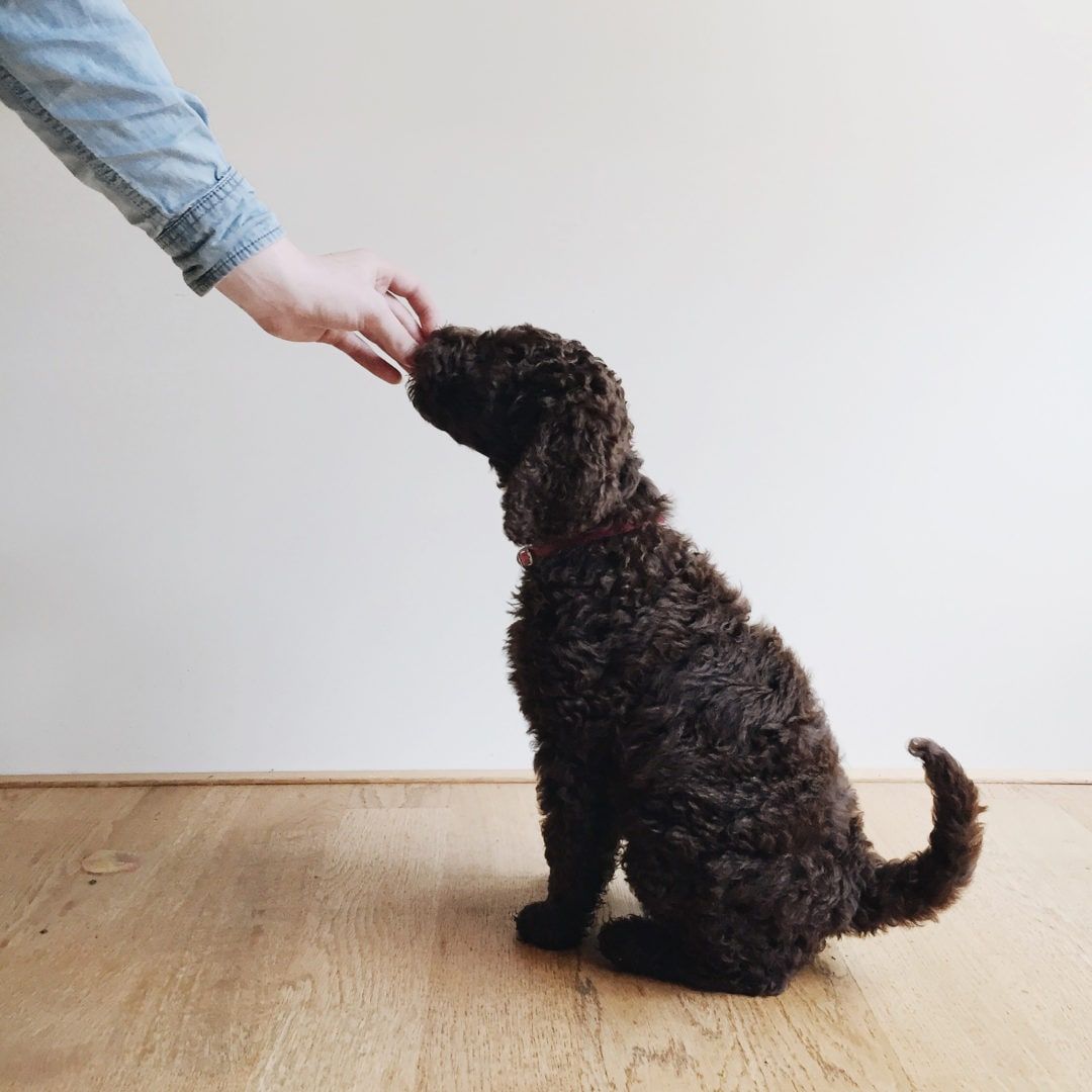 How to to take care of a puppy: A new owner’s guide