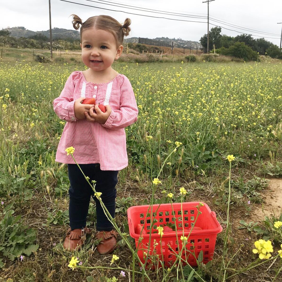 The 5 Best Places for SoCal Strawberry Picking