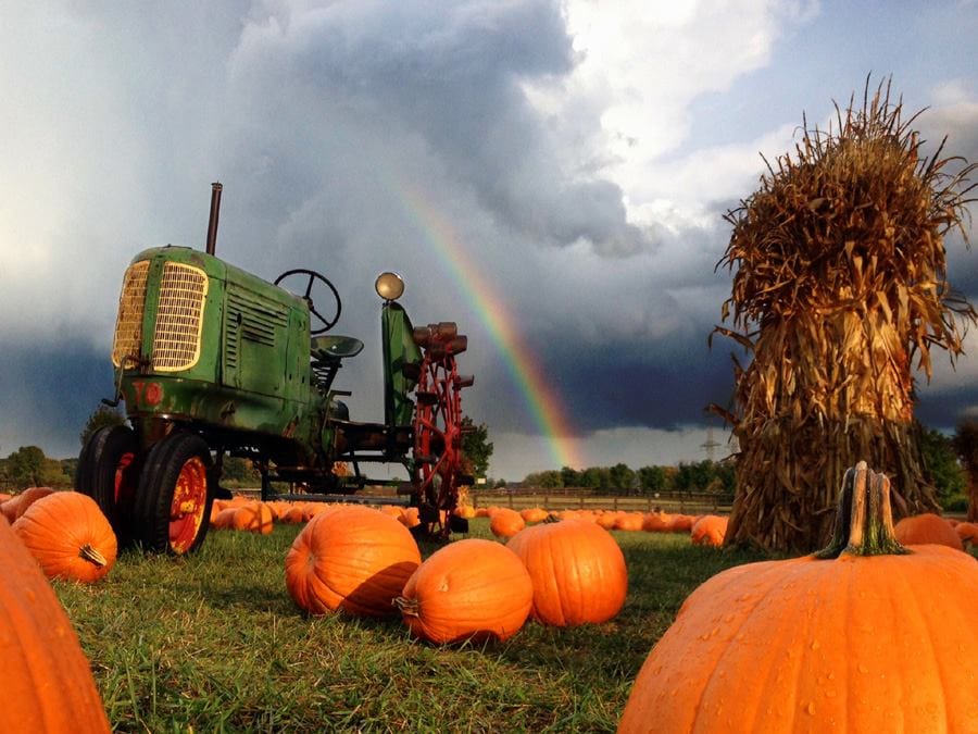 The 5 Best Pumpkin Patches Near Chicago