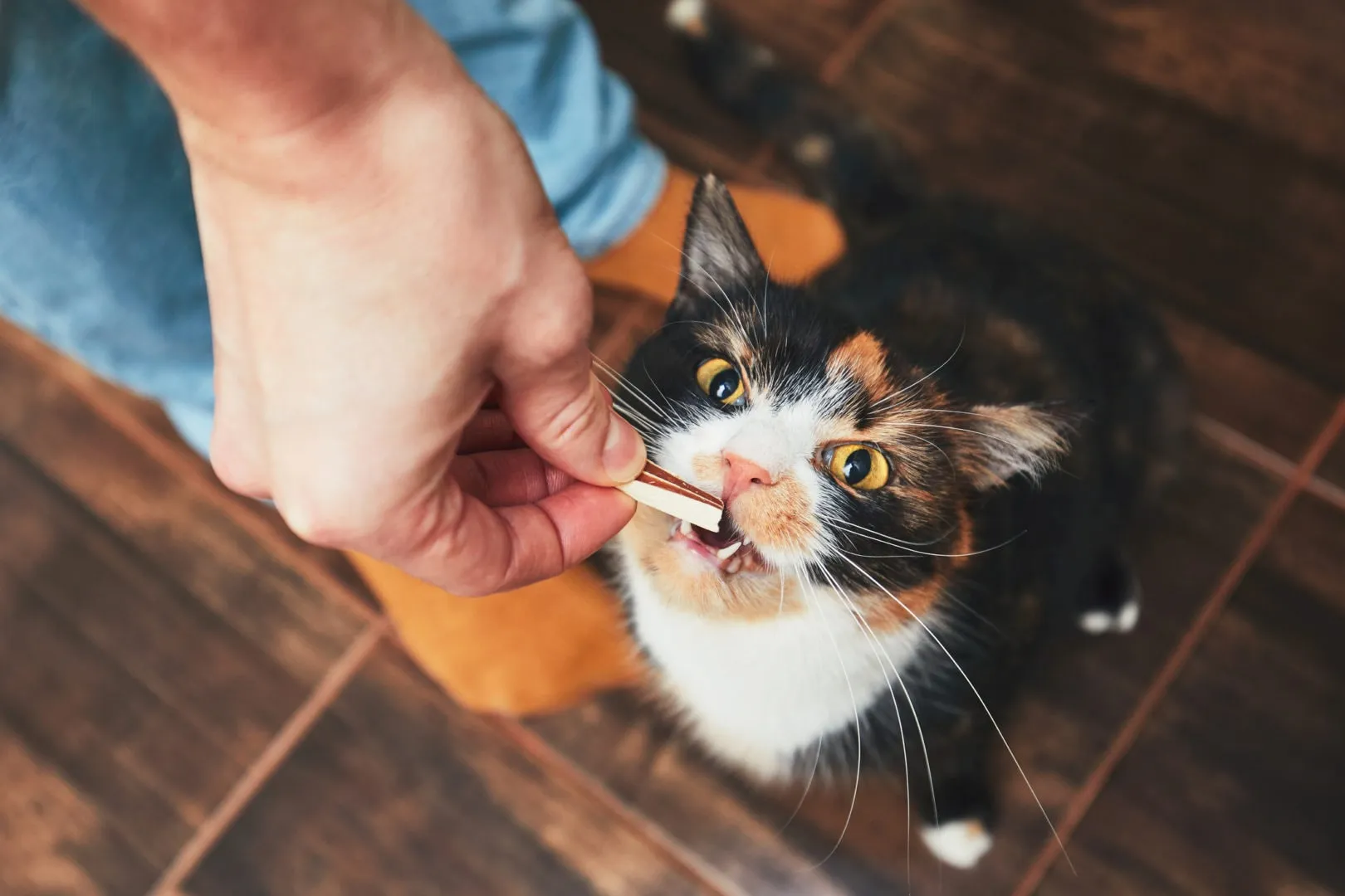 Does My Cat Love Me? 8 Ways They Tell You — Pumpkin®