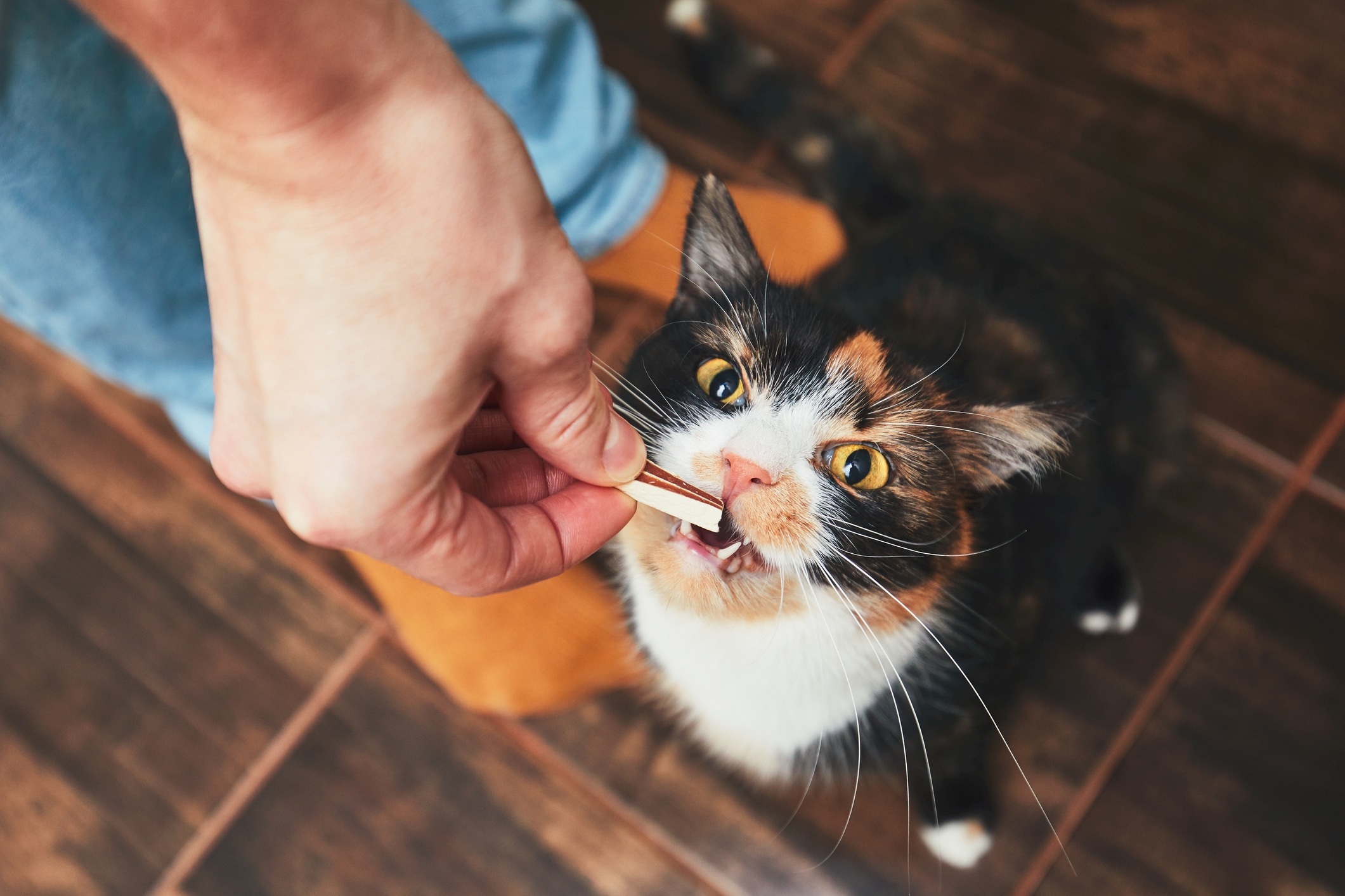 10 homemade cat treats your kitty will love