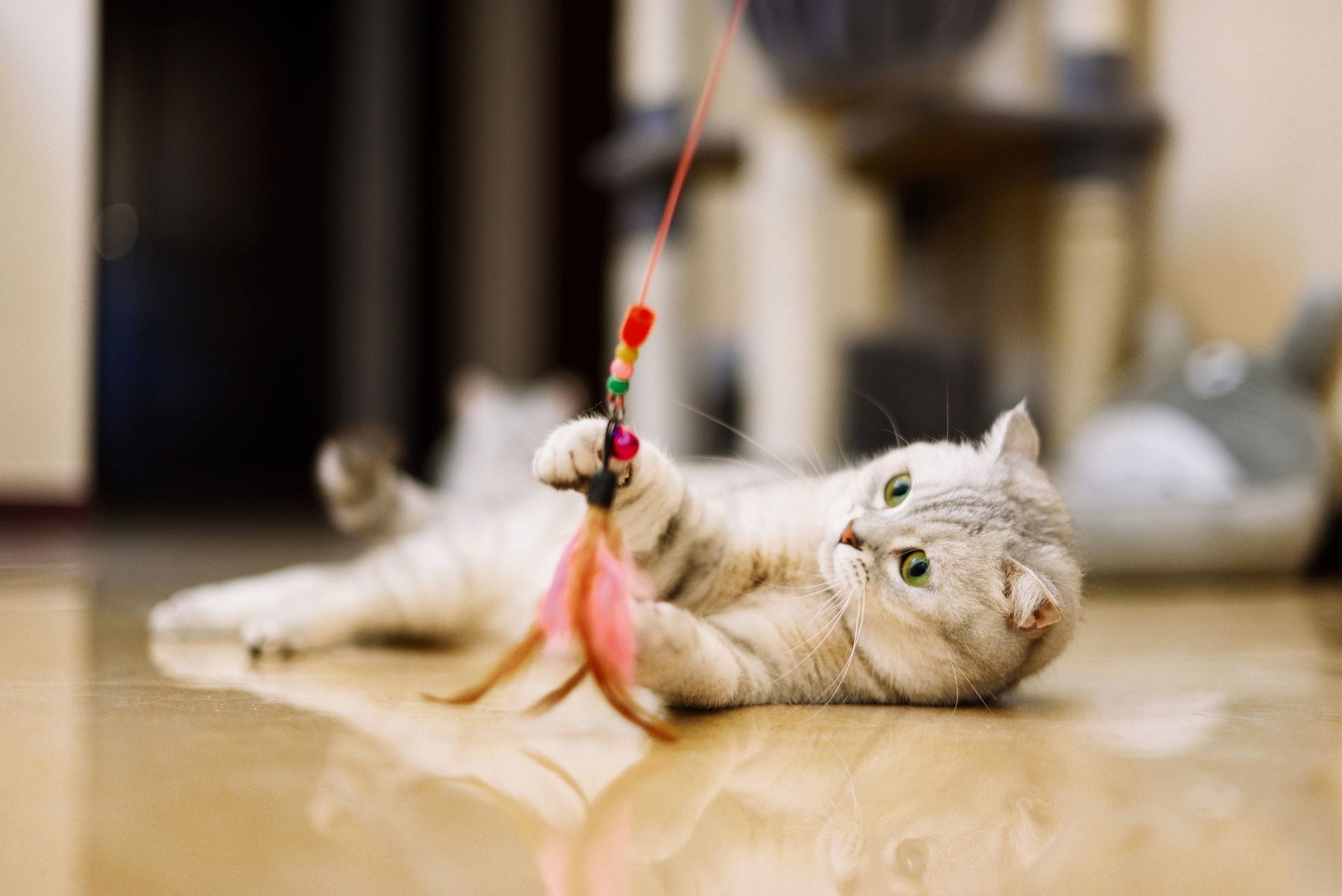 20 fun and easy DIY cat toys that kitties can’t resist