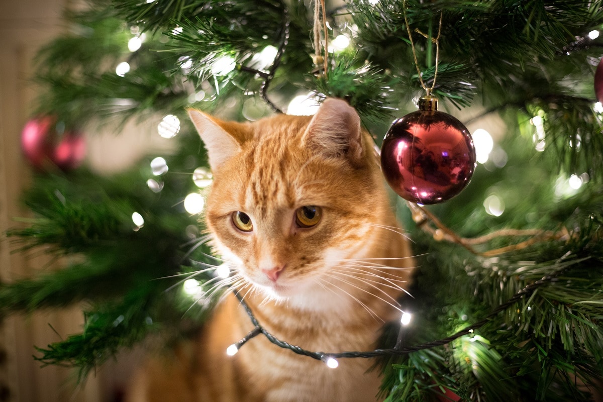 Keep Your Pet Safe from These 7 Household Holiday Dangers